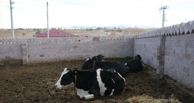 Devlet desteğiyle büyükbaş hayvan yetiştiricisi oldu