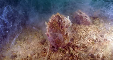 Marmara'nın altında gizlenen tehdit: Büyükada ve Sivriada'da müsilaj alarmı