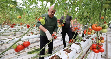 Erzurum'da jeotermal sıcaklıkla domates üretimi