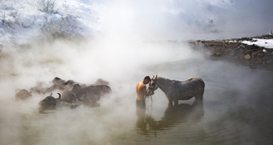 Bitlis'teki hayvanlar kaplıcaya girdi