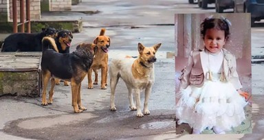Rana'yı hayattan koparan köpekler kaçırıldı mı?