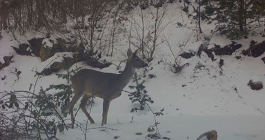 Amasya'da Karacalar Fotokapanla İzleniyor