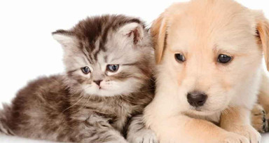 Meclis'e talep geldi: Kediler ve köpekler şehri kurulsun