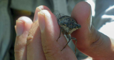 Keşfedilen böcek türüne eşinin ismini verdi
