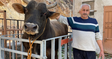 Artvin Yusufeli'nde güreşe hazırlanan boğalar