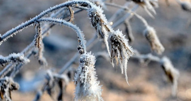 Zirai don felaketi için Meclis Araştırma Komisyonu kuruldu