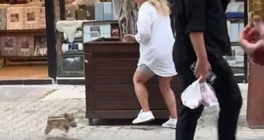 Muğla'da yavru yaban domuzu iş yerine daldı