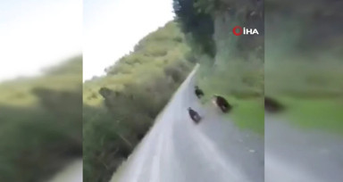 Ankara'da evine giden vatandaş yolda ayılarla karşılaştı