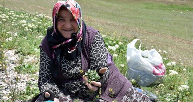 Madımak tezgahlardaki yerini aldı! Fiyatı dudak uçuklattı