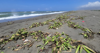 Asi Nehri’nde ölen balıklar sürüklendikleri Akdeniz'de sahile vurdu