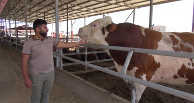 Kurban pazarının gözdesi 1 ton 400 kilogram ağırlığındaki Yusuf oldu! İşte istenen ücret