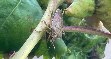 Bursa'da kahverengi kokarca çiftçinin kabusu oldu! Dut, erik ve kirazlarda zarar büyük🍒