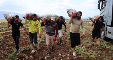 Adana'da günlük 250-300 ton patates yükleyen işçiler 2 bin 500 kazanıyorlara