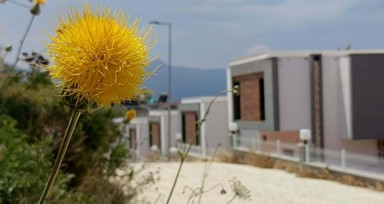Kuşadası'nda nesli tükenmekte olan 'Tülüşah'ı koparmanın cezası 557 bin lira