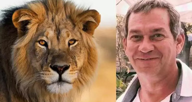 Ünlü iş insanını safari sırasında aslanlar yedi