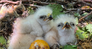 Bingöl'de 2 bin 100 rakımdaki ormanda kartal yavruları yuvalarında görüntülendi