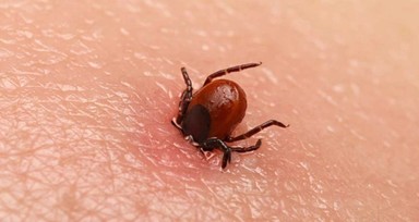Kene can almaya devam ediyor: Ölü sayısı 8'e yükseldi