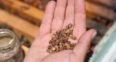 Geçmişte çöpe gidiyordu, şimdi kilosu 3 bin TL’den satılıyor
