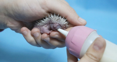 Anneleri terk eden 3 yavru kirpi, biberonla besleniyor