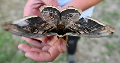 Düzce'de kanat açıklığı 15 cm olan tavus kelebeği bulundu