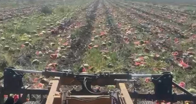 Adana'da karpuzun fiyatı 1 TL'ye kadar düştü! İsyan eden çiftçi ürünü yere atıp parçaladı