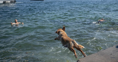 İstanbul'da sıcak hava! Köpekler de denize girip serinledi