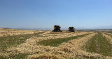 Kars'ta Ata tohumu arpa ile bereket fışkırdı
