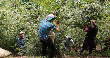 Fındık üreticileri dikkat! Ordu'da fındık işçi yevmiyesi ve diğer ücretler belli oldu