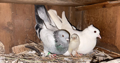 Tavuk yumurtasının üzerine kuluçkaya yatan güvercin, çıkan civcivi sahiplendi