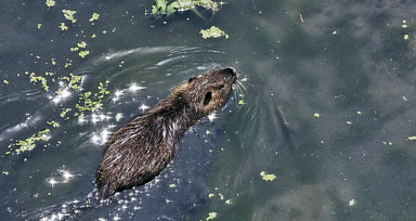 Edirne'ye gelen su maymunları ilgi görüyor