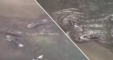 Rusya'daki 8.8'lik deprem sonrası Japonya'da balinalar kıyıya vurdu