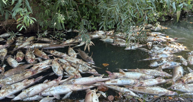 Bartın Irmağı'nda balık ölümleri yaşandı
