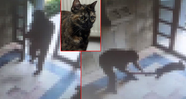Başakşehir'de kediye işkence: Cani gözaltına alındı