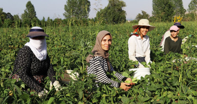 Gevaş fasulyesi girişimci kadınların eliyle değerleniyor