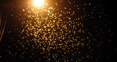 Sakarya'da birgün sineklerinin ‘ölüm dansı'