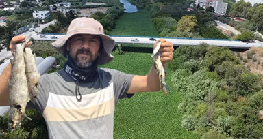 Asi Nehri'nde su sümbülü istilası; balık ölümleri yaşandı