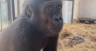 Goril 'Zeytin'in ülkesine dönmesi için hazırlıklar başladı