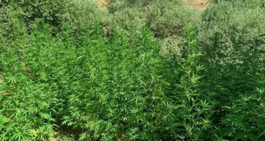 Bingöl'de uyuşturucu operasyonu: 1040 kök hint keneviri ele geçirildi