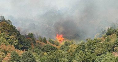Düzce’de orman yangını