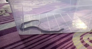 Diyarbakır’da 4’üncü kattaki bir evin çocuk odasına yılan girdi