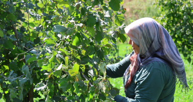 Karadeniz değil Adana: Torosların eteğinde fındık hasadı