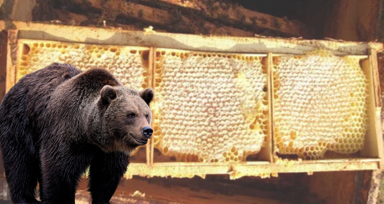 Arıcıların 4 kovan balını yiyen bozayı kamerada