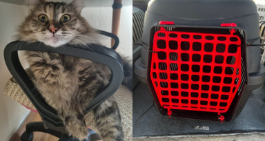 Tunus dönüşü uçakta kaybolan kedi için suç duyurusu