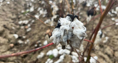 Aydın'da yağan ceviz büyüklüğündeki dolu pamuk tarlalarını talan etti