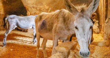 Mardin’de çöp taşıyan kadrolu eşekler emekli oluyor! Artık yerlerine elektrikli paletli araçlar gelecek