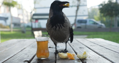 Bu karga çay içip Rize helvası yiyor: Organik gıdaları seviyor