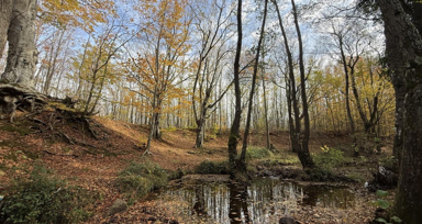 Tekirdağ'da ormanlar sonbahar renklerine büründü