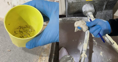 Fırın denetiminde mide bulandıran görüntüler: Zabıta böcek çeşitlerini saymakla bitiremedi