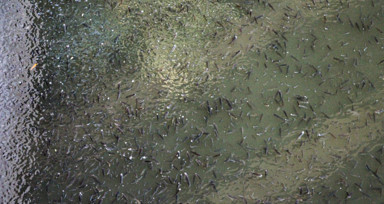 Seyhan Nehri'nde balık ölümleri