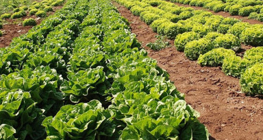 Tarım ve Orman Bakanlığı'ndan “marul” iddialarına yanıt